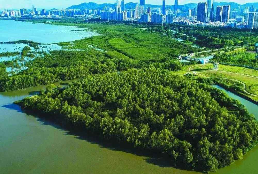 深圳湾红树林